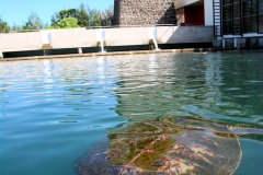 Tortue verte
