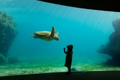 Tortue caouanne