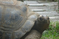 Tortue éléphantine