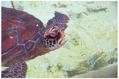 Tortue verte